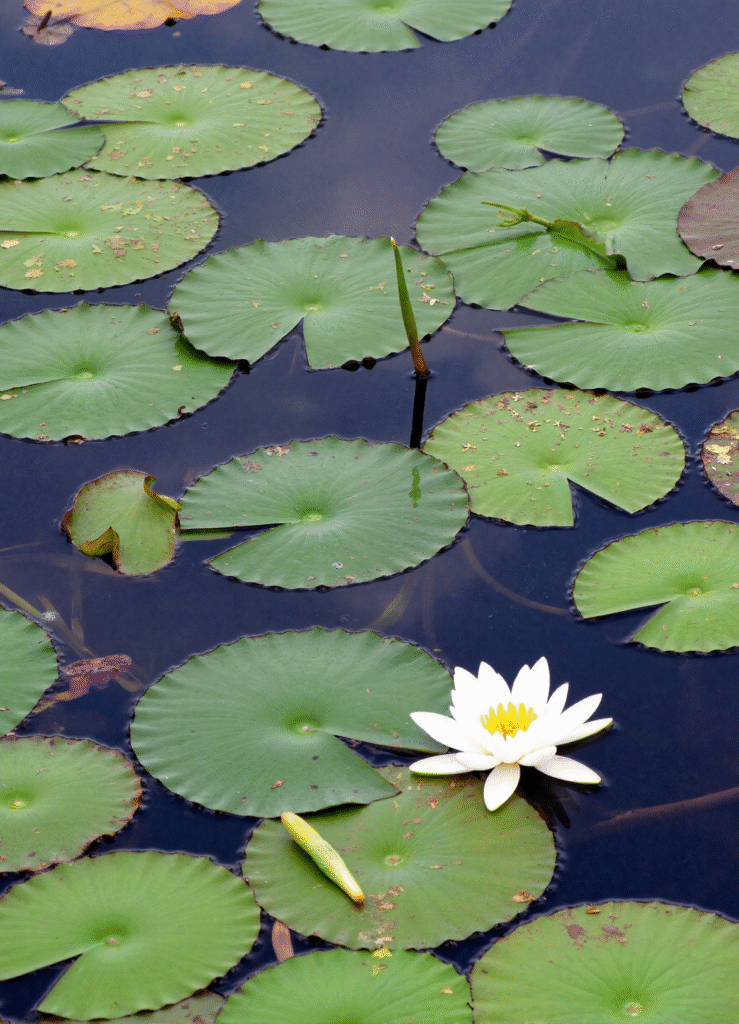 lirio de agua